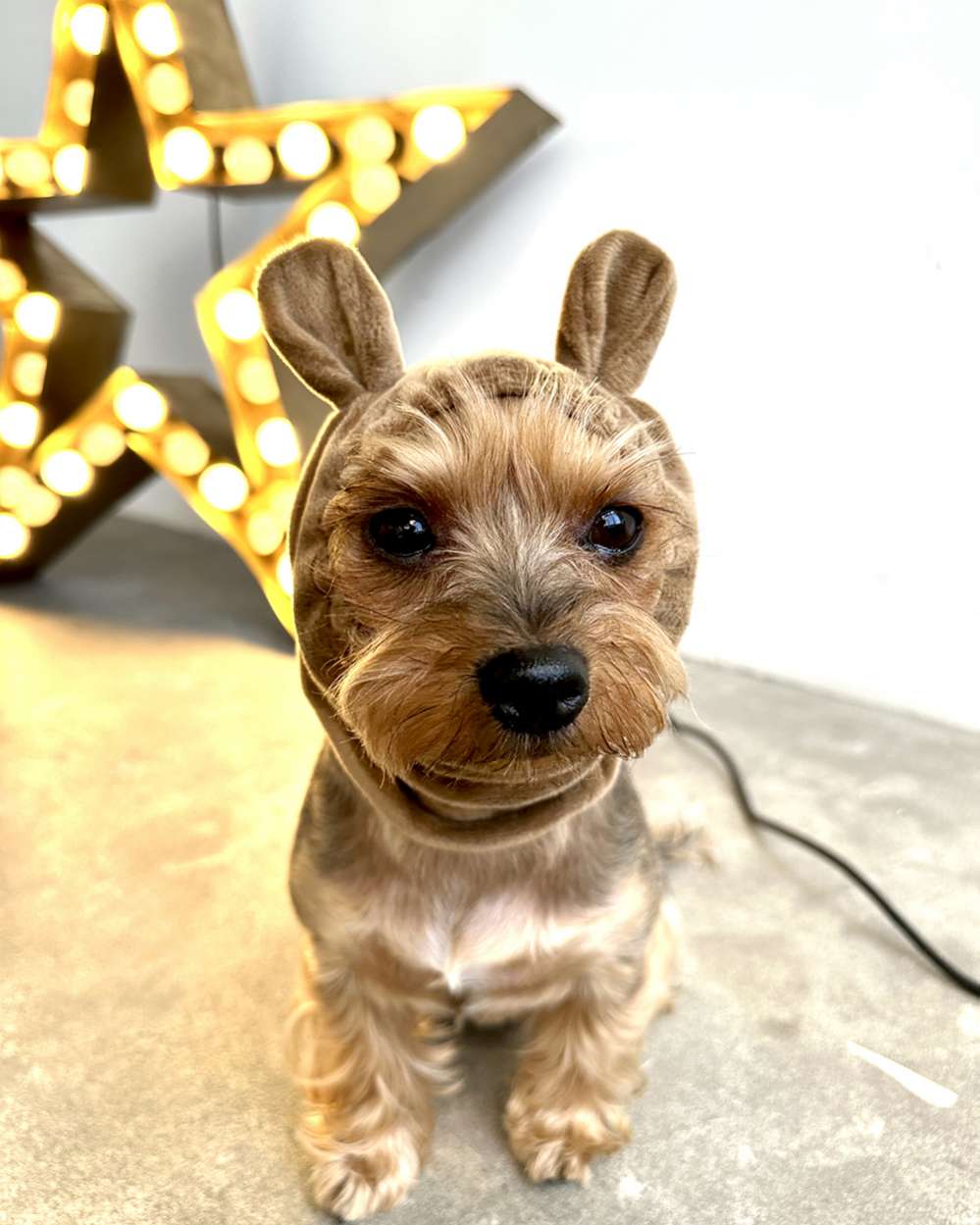 Шапка для собаки Капор Puffy Мишка