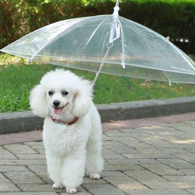 Зонтик для собак