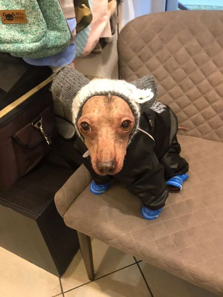 Дождевик для собаки утепленный Puffy Angel