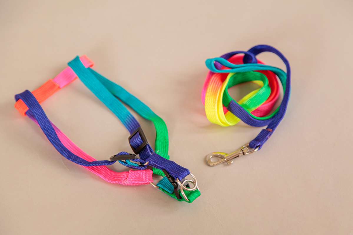 Шлейка с поводком для собак Pet Радуга