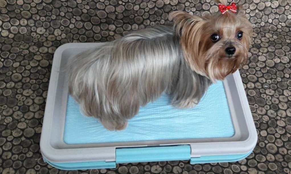 Лоток для собак Грейджой