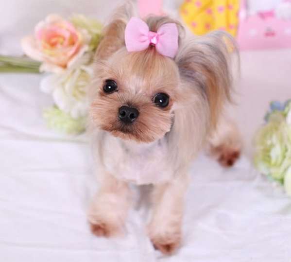 Заколка для собак автомат Бантик шифон