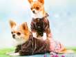 Костюм для собак велюровый ForMyDogs Конфетти