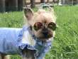 Солнечные очки для собак с цепочкой