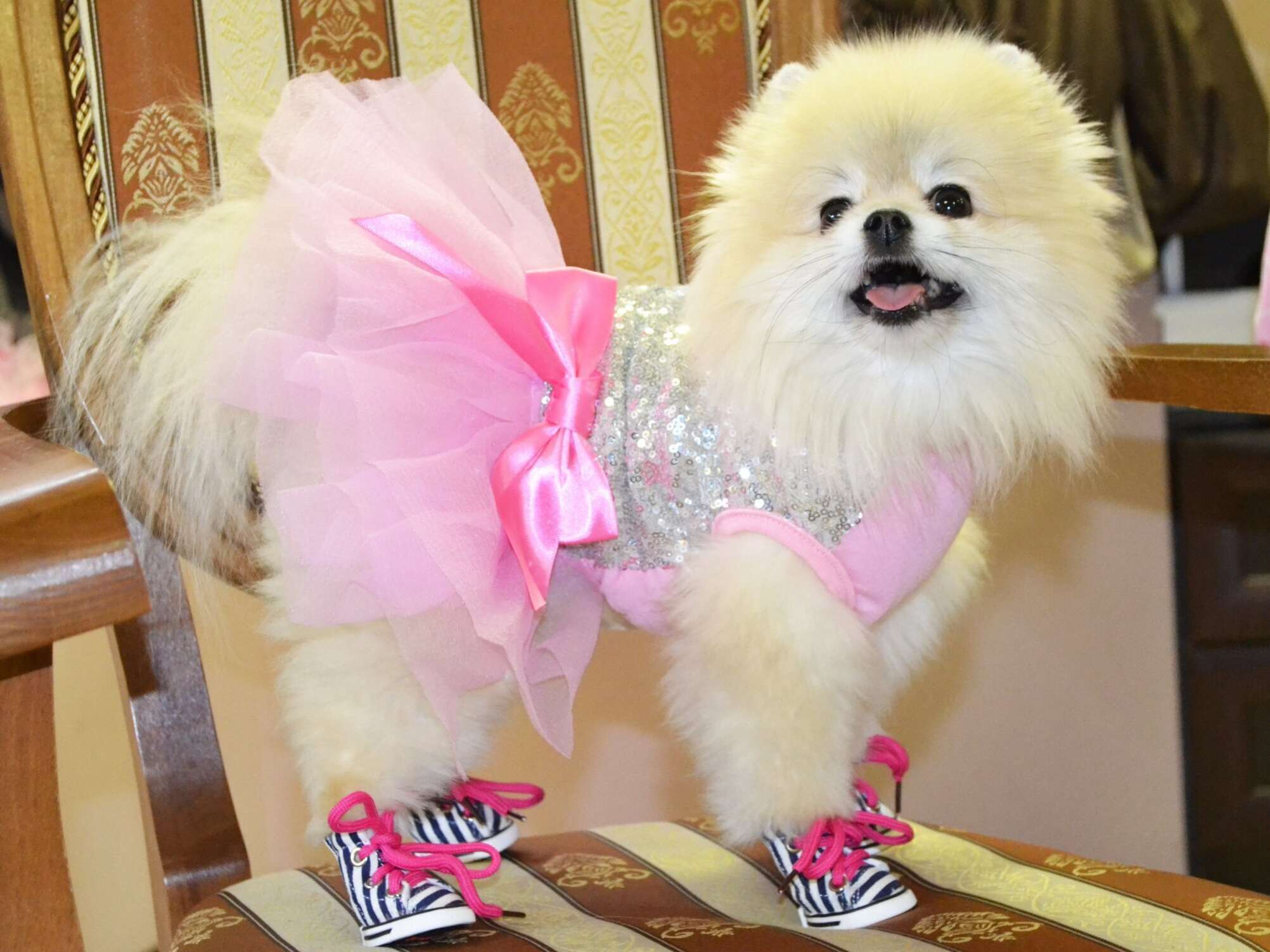 Праздничное платье для собак Волшебное мерцание