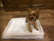 Лоток для собак Грейджой