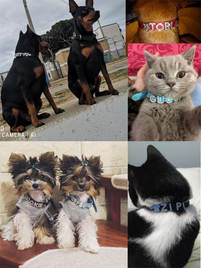 Ошейник для собак с именем двойной