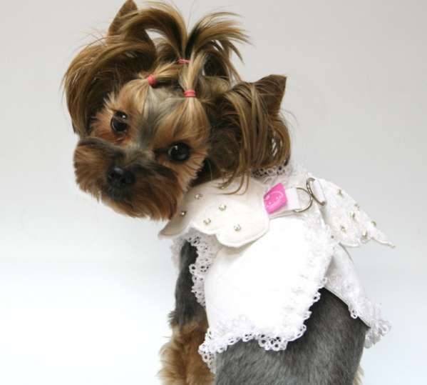 Шлейка для собак Abby Крылья