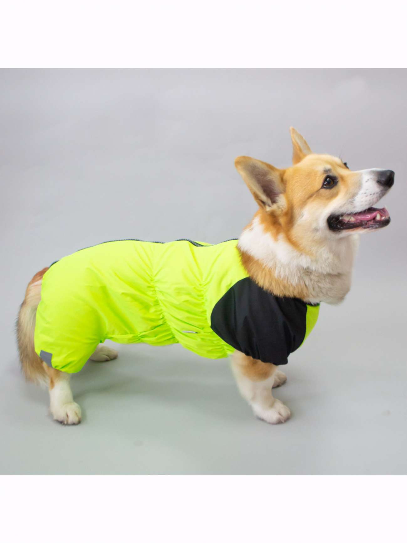 Дождевик для таксы и корги Puffy Лайм Лимонный