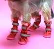 Сапоги для собак ForMyDogs Демисезонные
