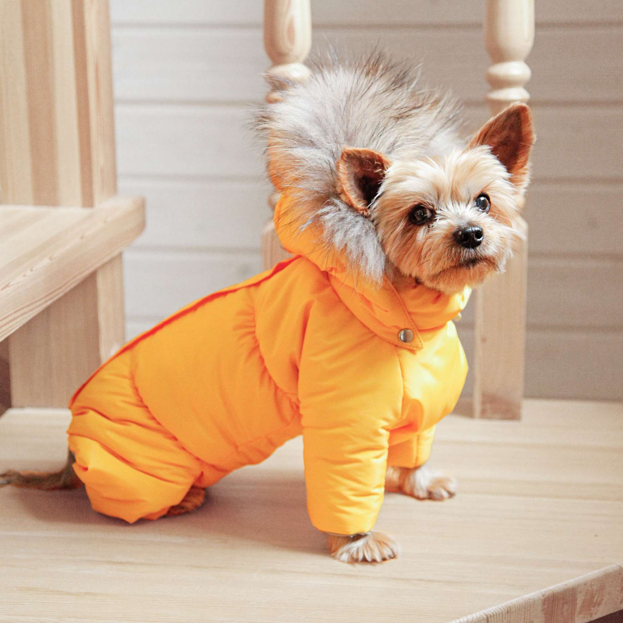 Зимний комбинезон для собак Северное сияние Лимон