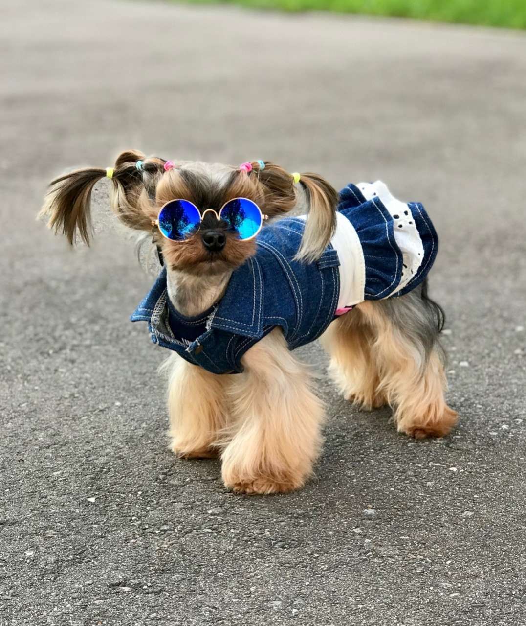 Джинсовка для собак Premium