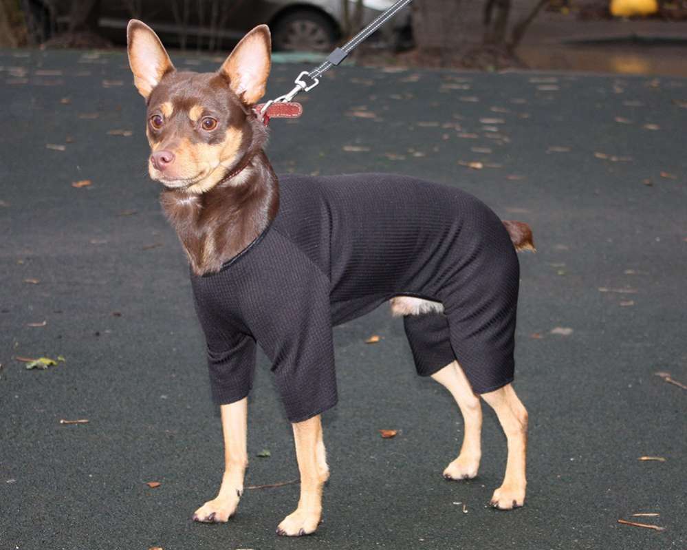 Термобелье для собак