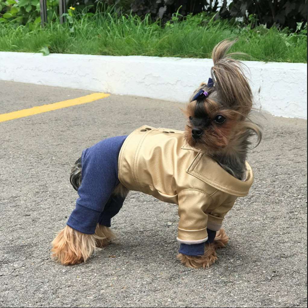 Кожаная куртка для собак Premium