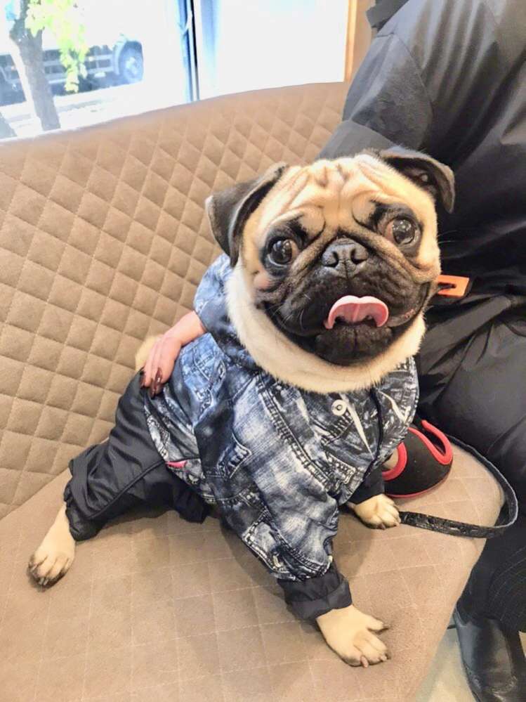 Дождевик для собаки ForMyDogs Джинса