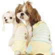 Костюм для собак PuppyAngel Вишенка