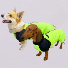 Дождевик для таксы и корги Puffy Лайм Салатовый