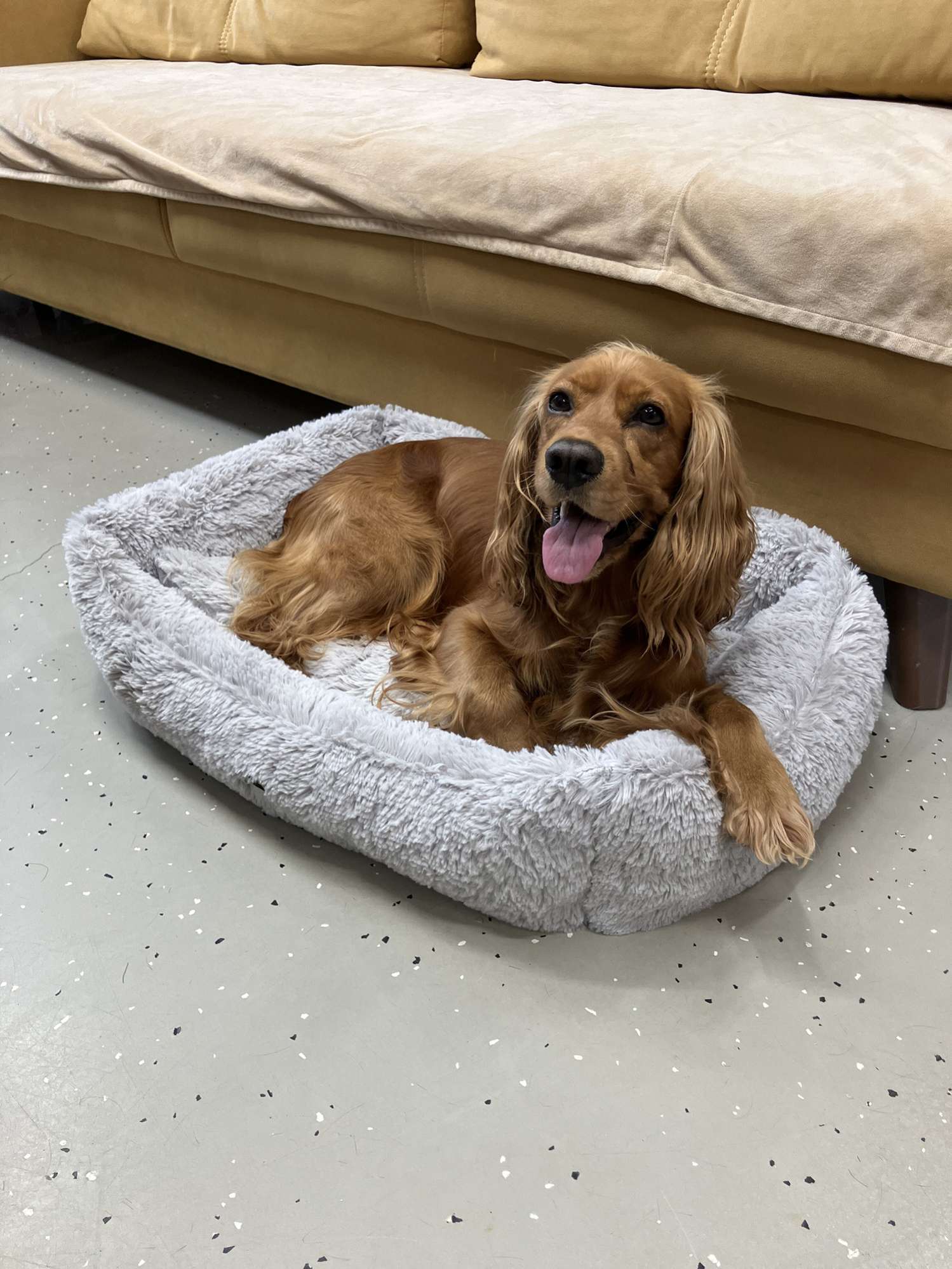 Диван для собаки Puffy Сильвер
