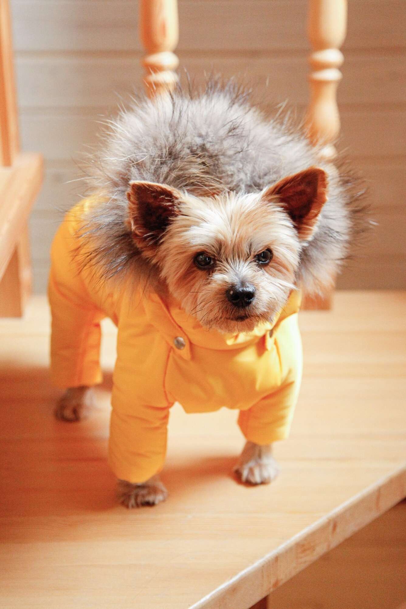 Зимний комбинезон для собак Северное сияние Лимон