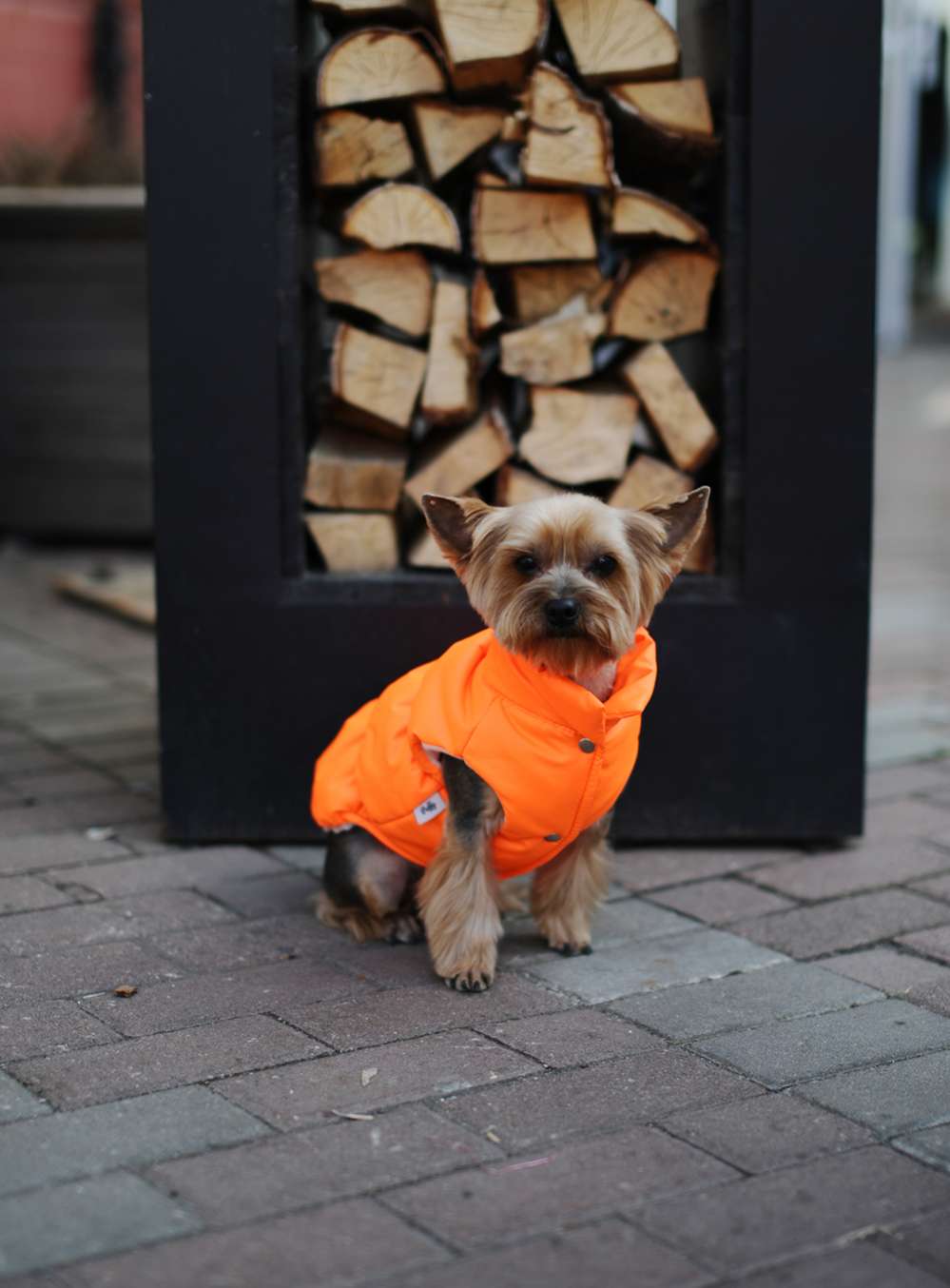 Жилетка для собаки Puffy Рич оранжевая