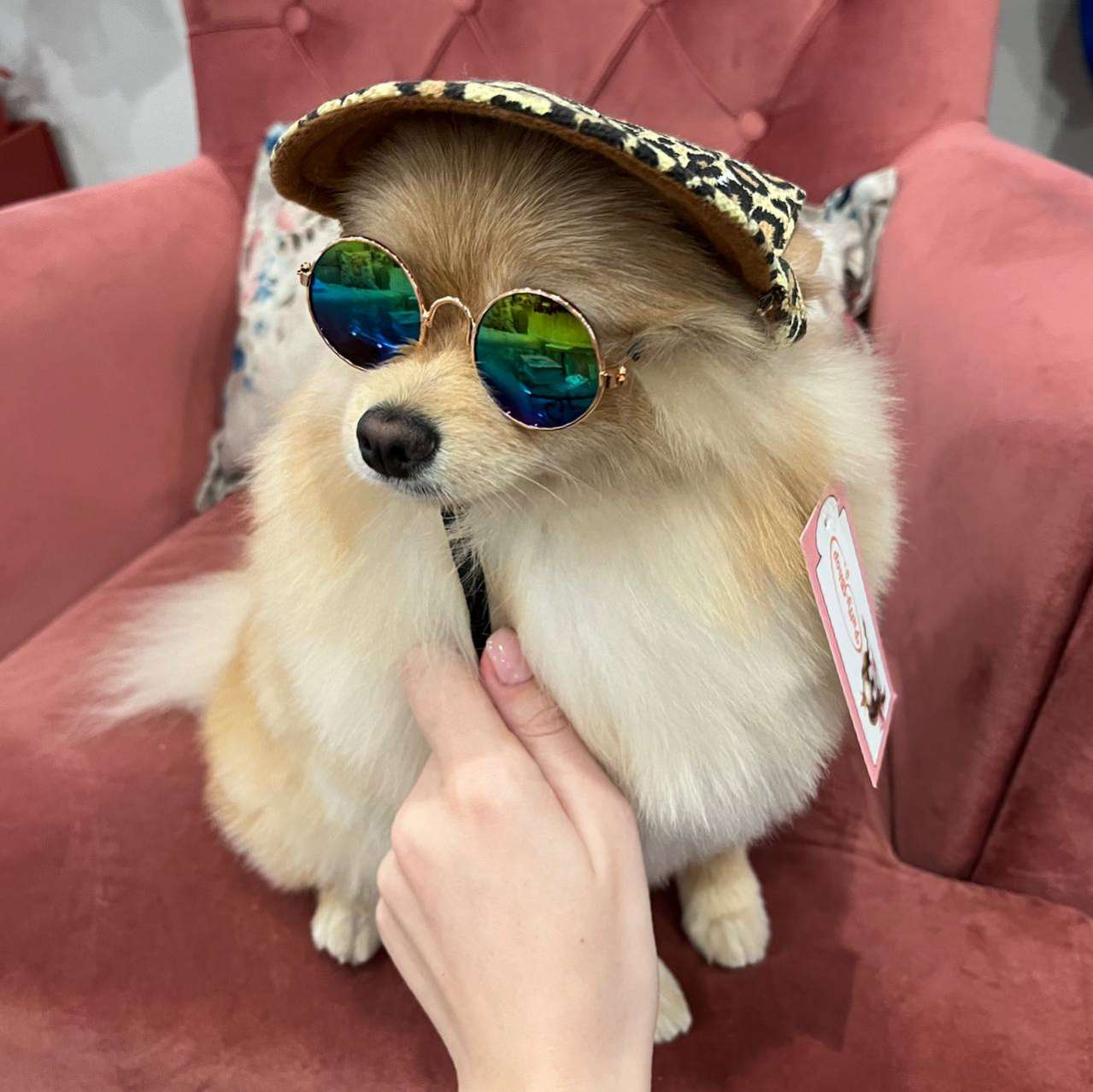 Кепка для собаки Pet Summer