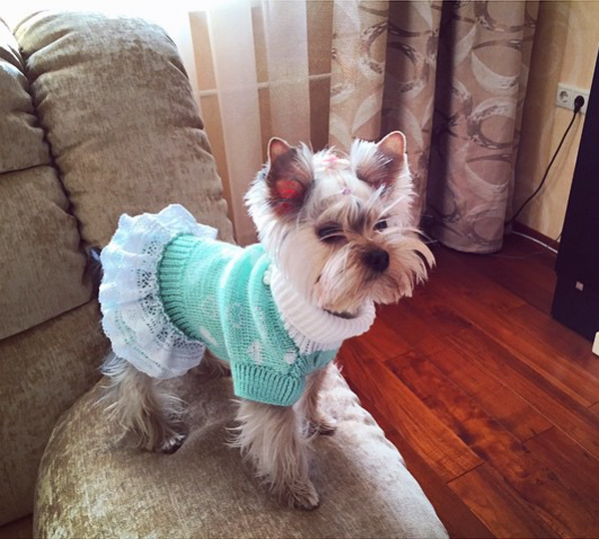 Шерстяное платье для собак Puffy Моника (4 цвета)