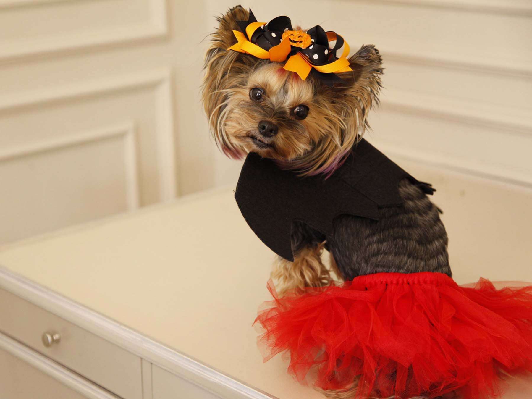 Юбка для собак Pet Кармен