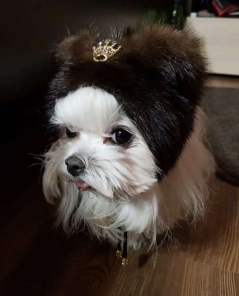 Норковая шапка для собак Puffy Ушки коричневая