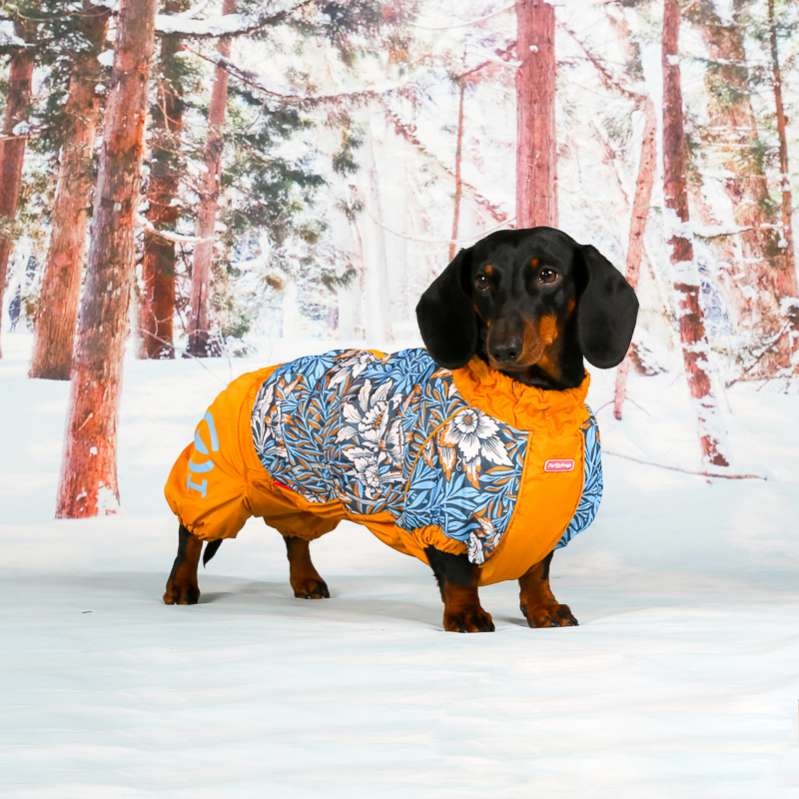 Комбинезон для таксы и корги ForMyDogs Густав