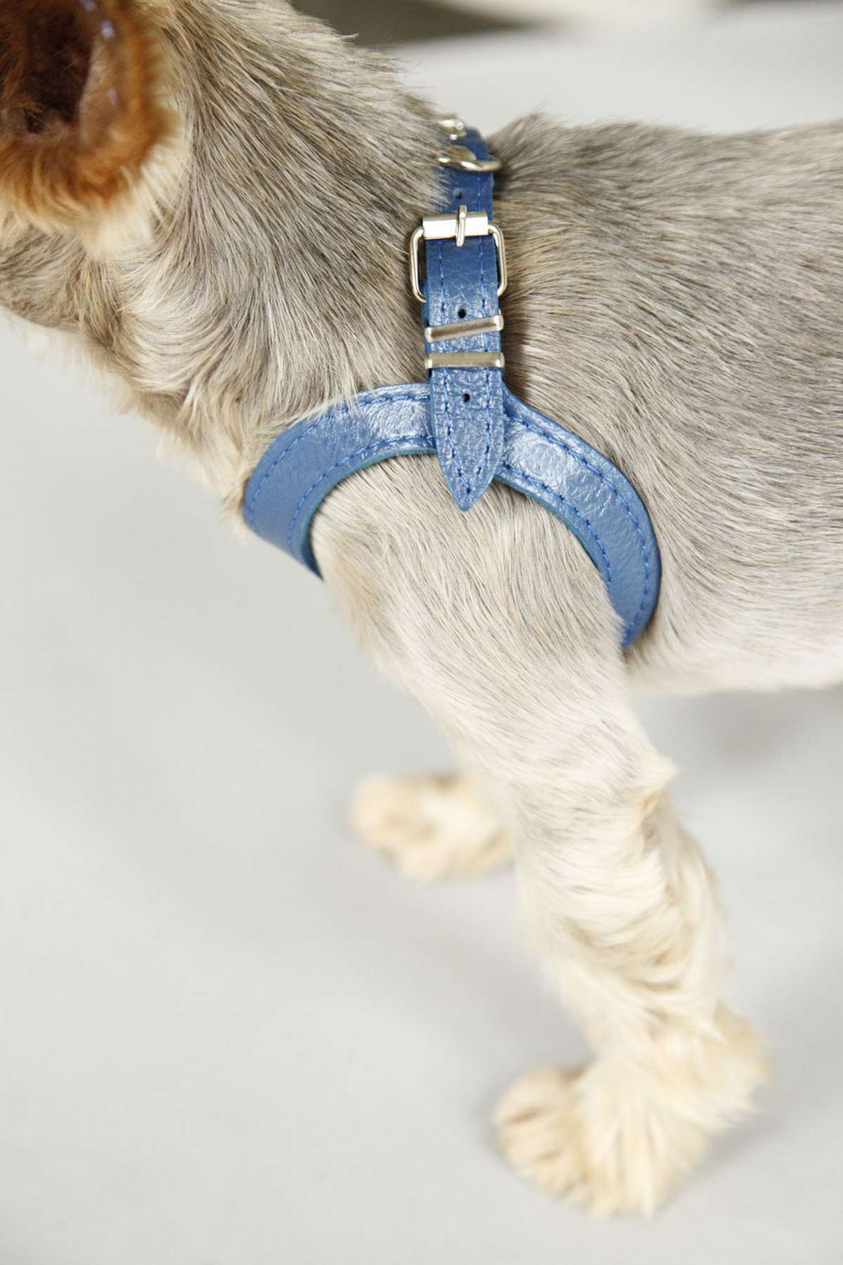 Кожаная шлейка для собак Очки