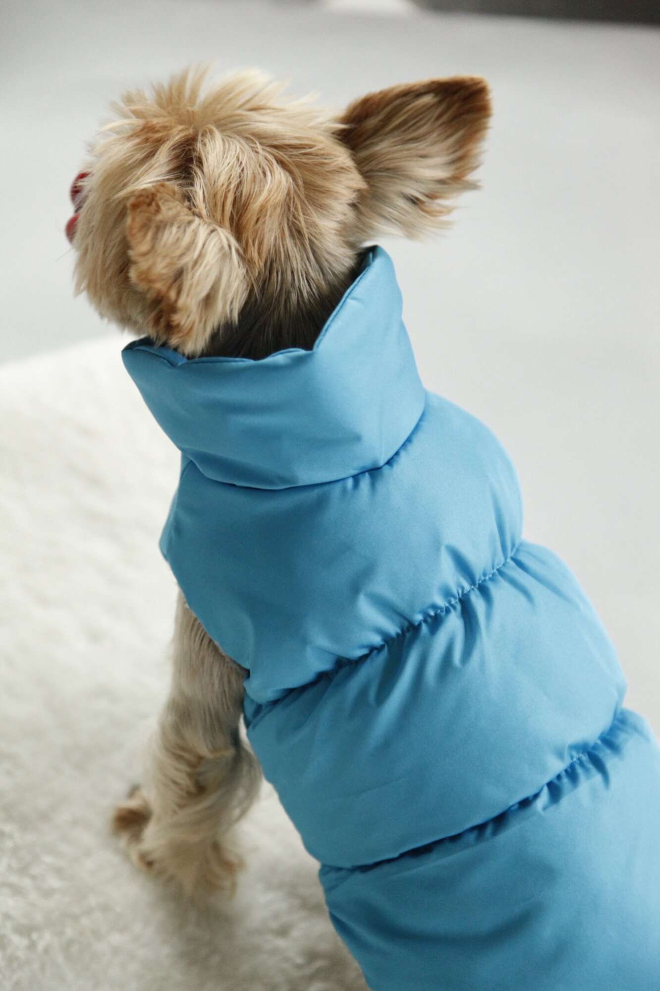 Жилет для собаки Фиби стронг