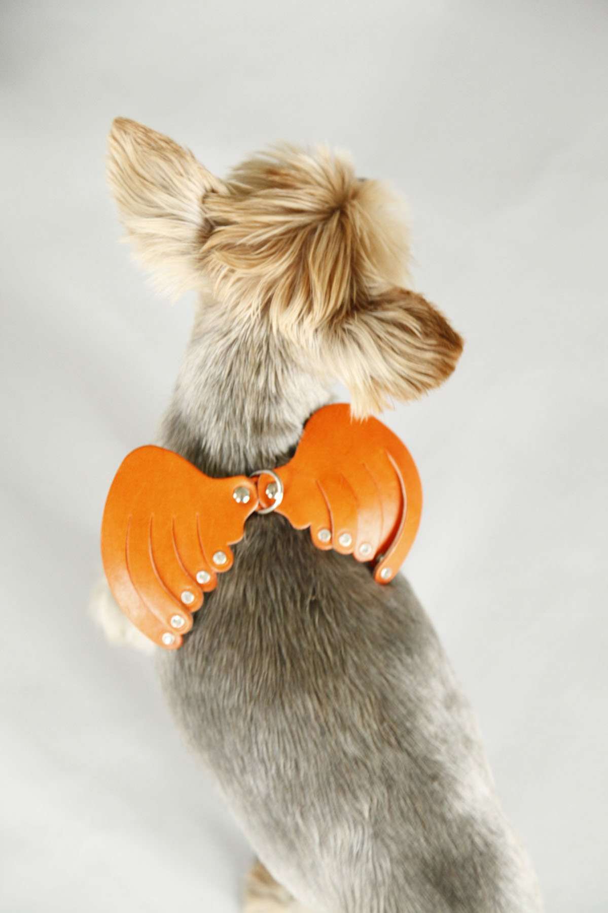 Кожаная шлейка для собак Крылья со стразами