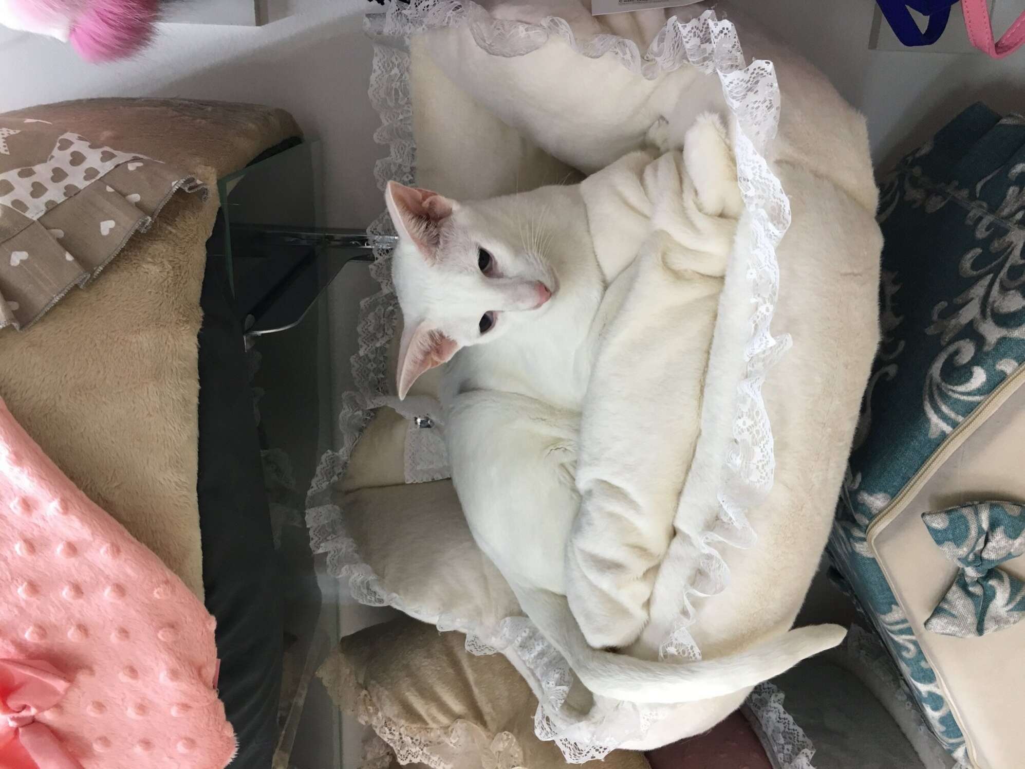 Диван для собаки Puffy Dream