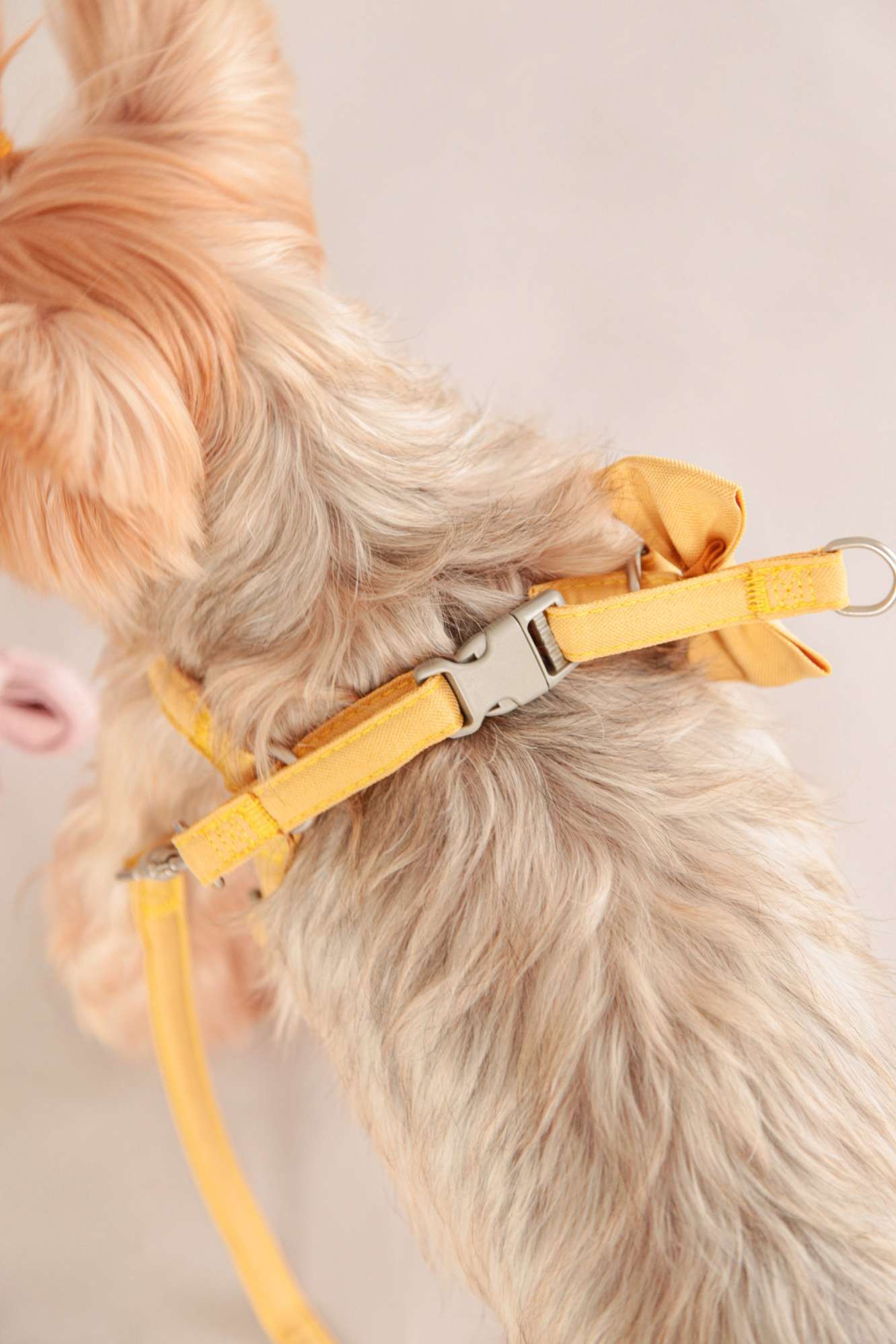 Шлейка с поводком для собак Pet Бантики