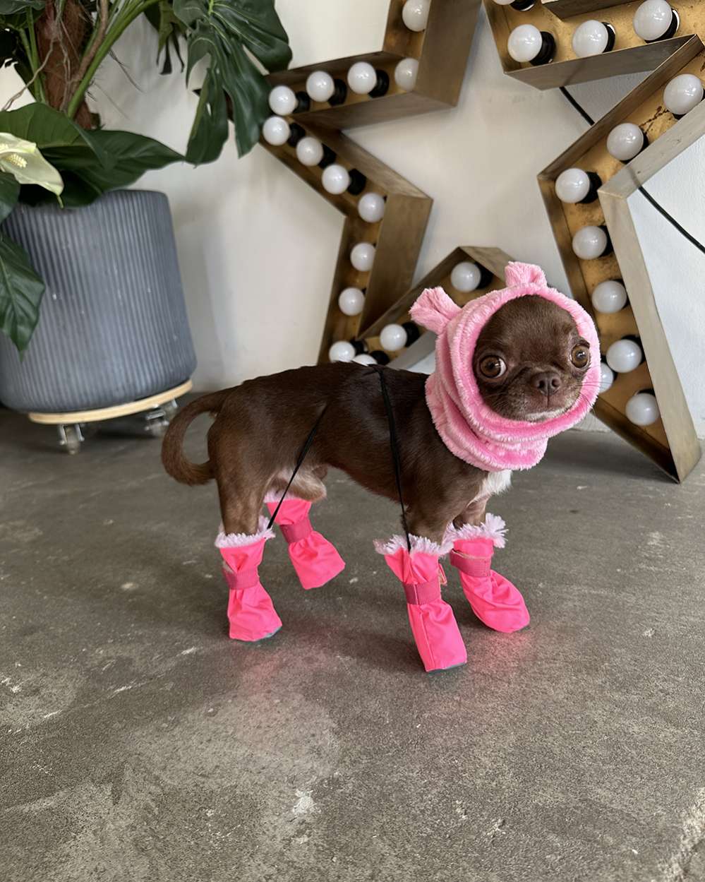 Зимняя обувь для собак Подтяжки Фреш Салатовый