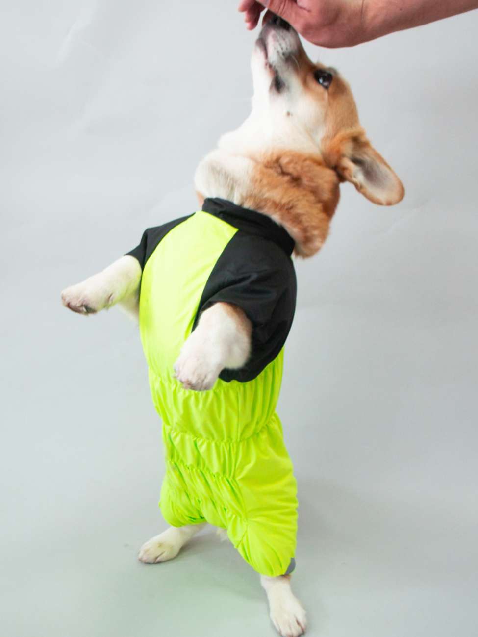 Дождевик для таксы и корги Puffy Лайм Лимонный