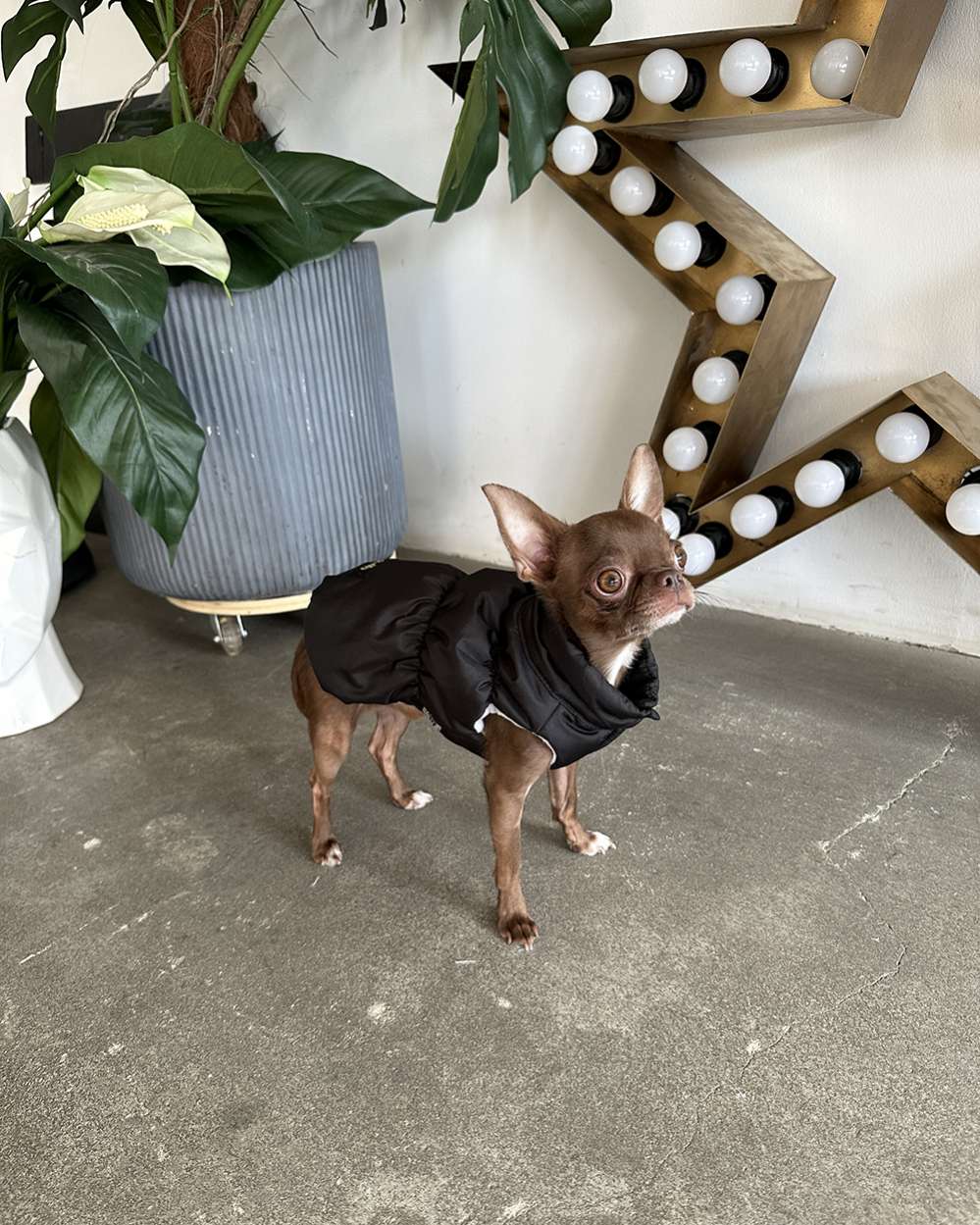 Жилетка для собаки Puffy Флеш Черный