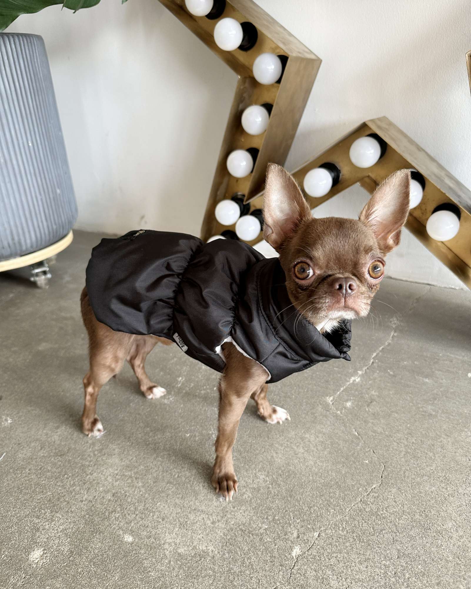 Жилетка для собаки Puffy Флеш Черный