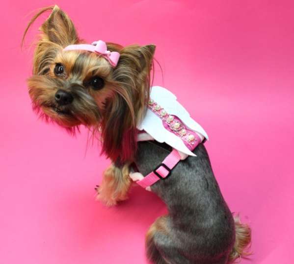 Шлейка для собак Premium Крылья