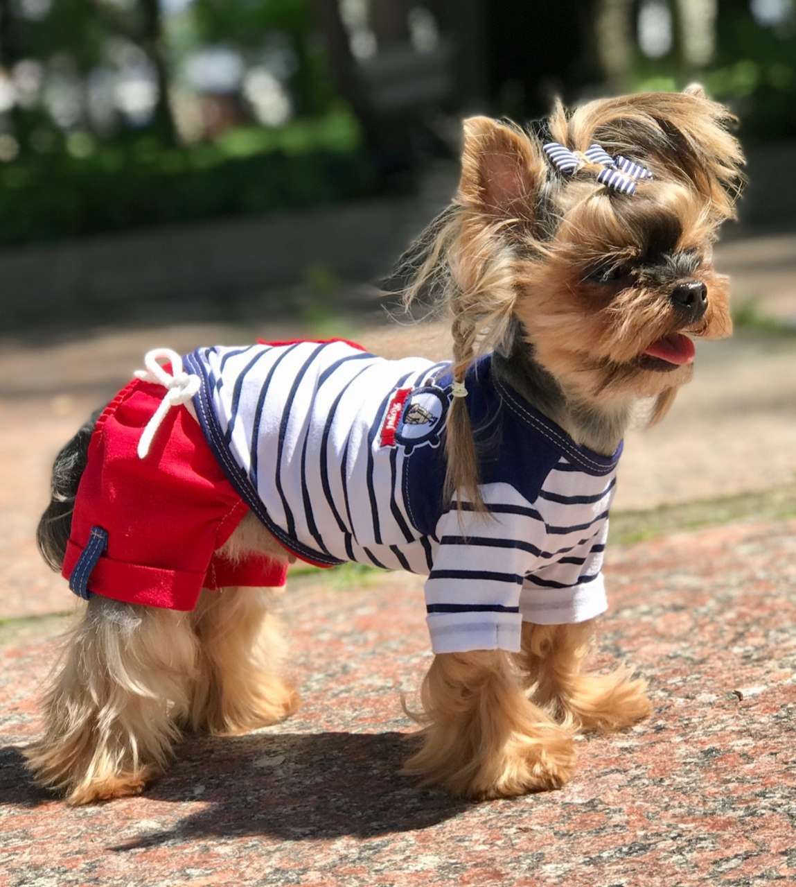 Шорты для собак Premium Якорь