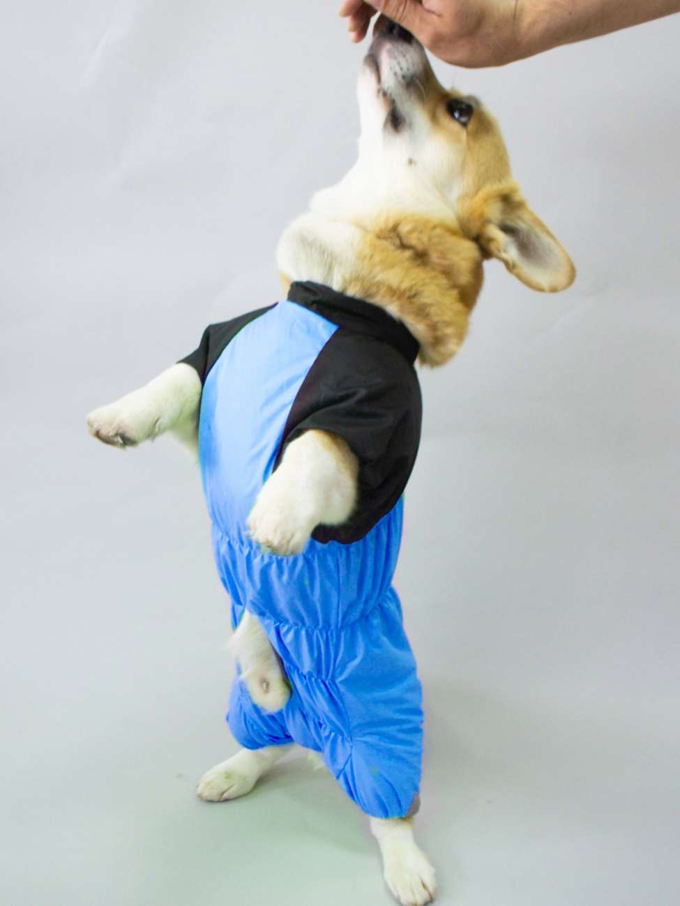 Дождевик для таксы и корги Puffy Лайм Синий