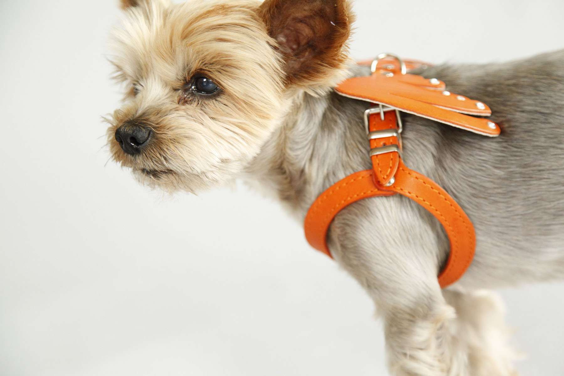 Кожаная шлейка для собак Крылья со стразами