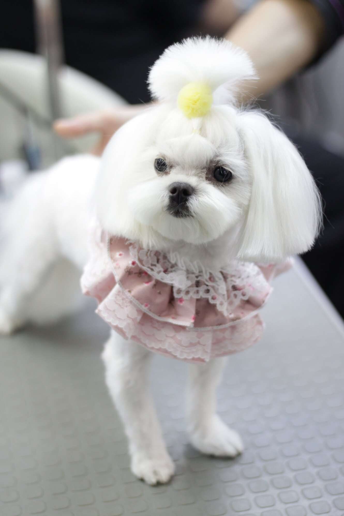 Воротник для собак Pet Верона