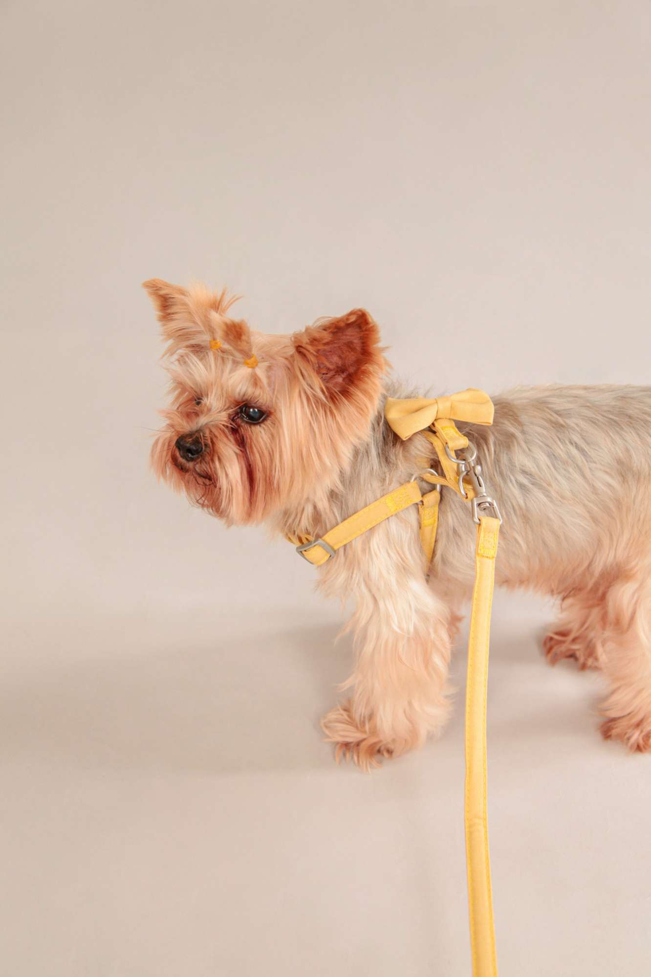 Шлейка с поводком для собак Pet Бантики