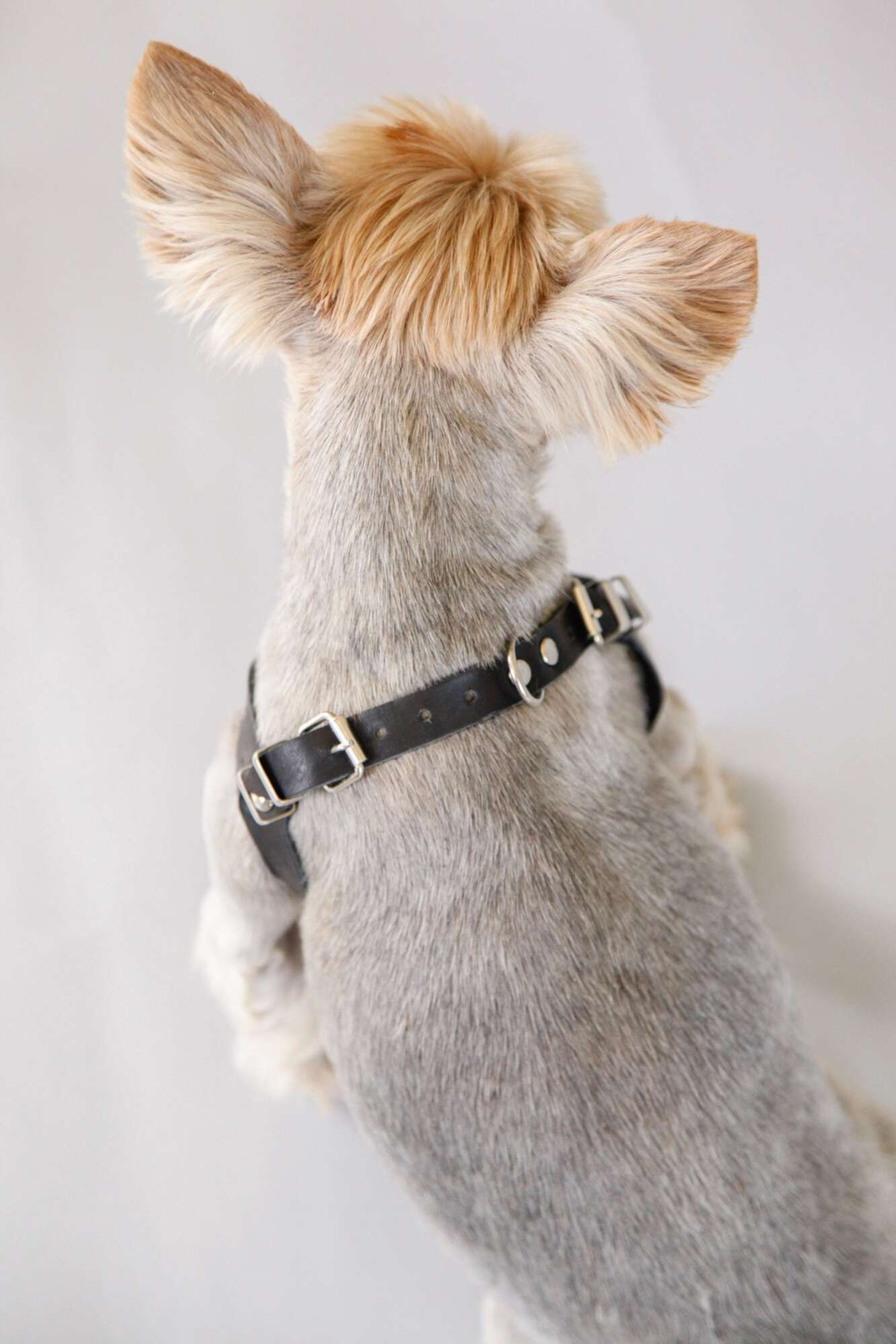 Кожаная шлейка для собак Очки тонкая