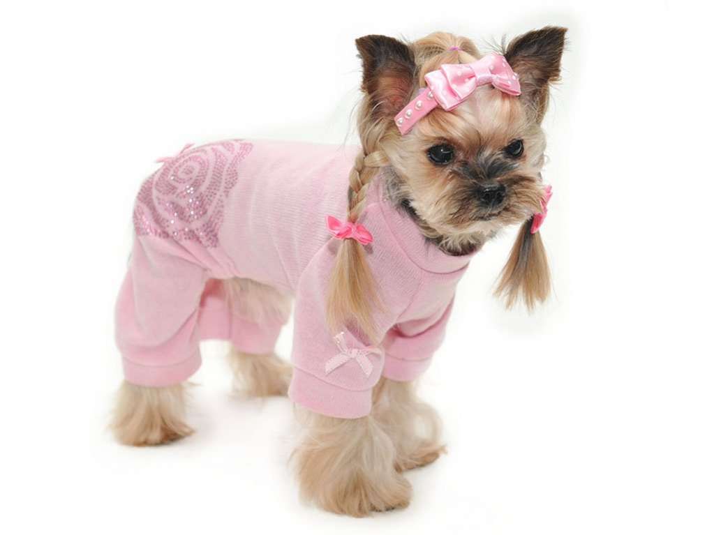 Вязаный костюм для собак Розали