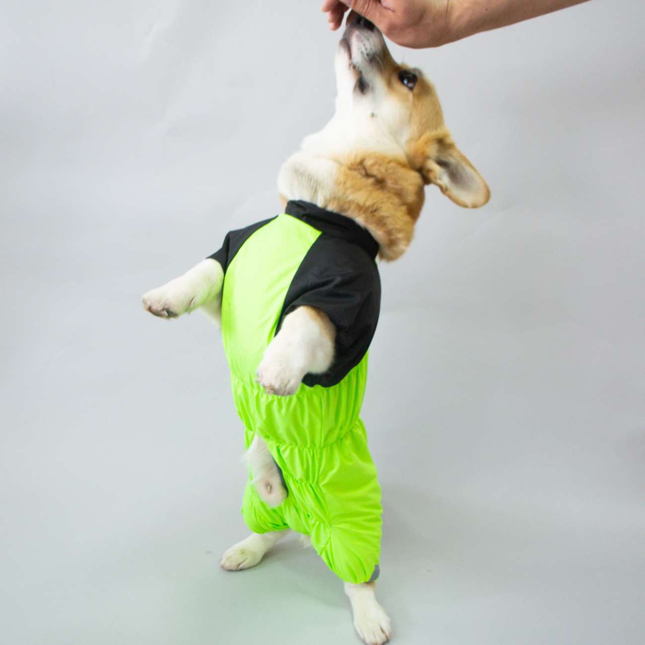 Дождевик для таксы и корги Puffy Лайм Салатовый