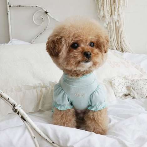 Костюм для собак трикотажный PA Валери