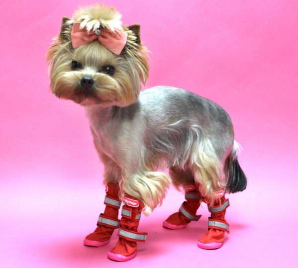 Сапоги для собак ForMyDogs Демисезонные