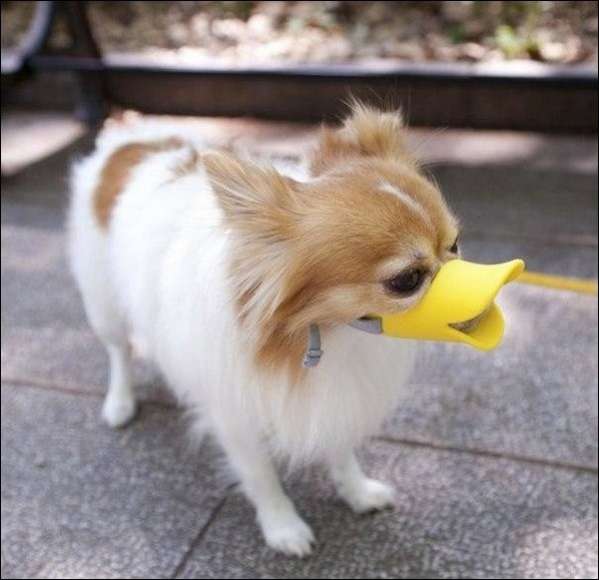 Намордник для собак Уточка